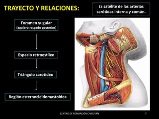 Formane Rasgado A106 - CFC 2017 - VENAS DE CABEZA Y CUELLO (1).pdf