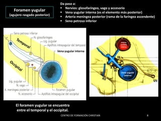 Formane Rasgado A106 - CFC 2017 - VENAS DE CABEZA Y CUELLO (1).pdf