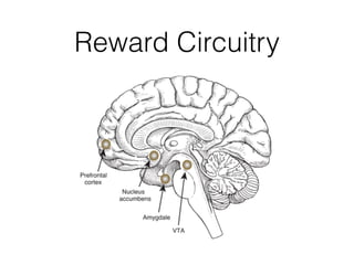 Reward Circuitry
 