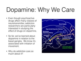 Dopamine: Why We Care
• Even though psychoactive
drugs affect many classes of
neurotransmitter, addiction
researchers are particularly
interested in studying the
effect of drugs on dopamine.
• So far, we’ve learned about
dopamine in relation to the
basal ganglia. We know it’s
associated with initiation of
movement.
• Why do addiction care so
much about it?
 