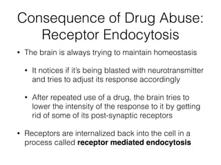 Consequence of Drug Abuse:
Receptor Endocytosis
• The brain is always trying to maintain homeostasis
• It notices if it’s being blasted with neurotransmitter
and tries to adjust its response accordingly
• After repeated use of a drug, the brain tries to
lower the intensity of the response to it by getting
rid of some of its post-synaptic receptors
• Receptors are internalized back into the cell in a
process called receptor mediated endocytosis
 
