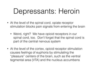 Depressants: Heroin
• At the level of the spinal cord, opiate receptor
stimulation blocks pain signals from entering the brain
• Weird, right? We have opioid receptors in our
spinal cord, too. Don’t forget that the spinal cord is
part of the central nervous system
• At the level of the cortex, opioid receptor stimulation
causes feelings of euphoria by stimulating the
“pleasure” centers of the brain, such as the ventral
tegmental area (VTA) and the nucleus accumbens
 