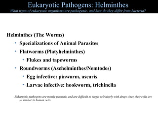 Eukaryotic Pathogens: Helminthes

What types of eukaryotic organisms are pathogenic, and how do they differ from bacteria?

Helminthes (The Worms)
• Specializations of Animal Parasites
• Flatworms (Platyhelminthes)
• Flukes and tapeworms
• Roundworms (Aschelminthes/Nemtodes)
• Egg infective: pinworm, ascaris
• Larvae infective: hookworm, trichinella
Eukaryotic pathogens are mostly parasitic and are difficult to target selectively with drugs since their cells are
so similar to human cells.

 