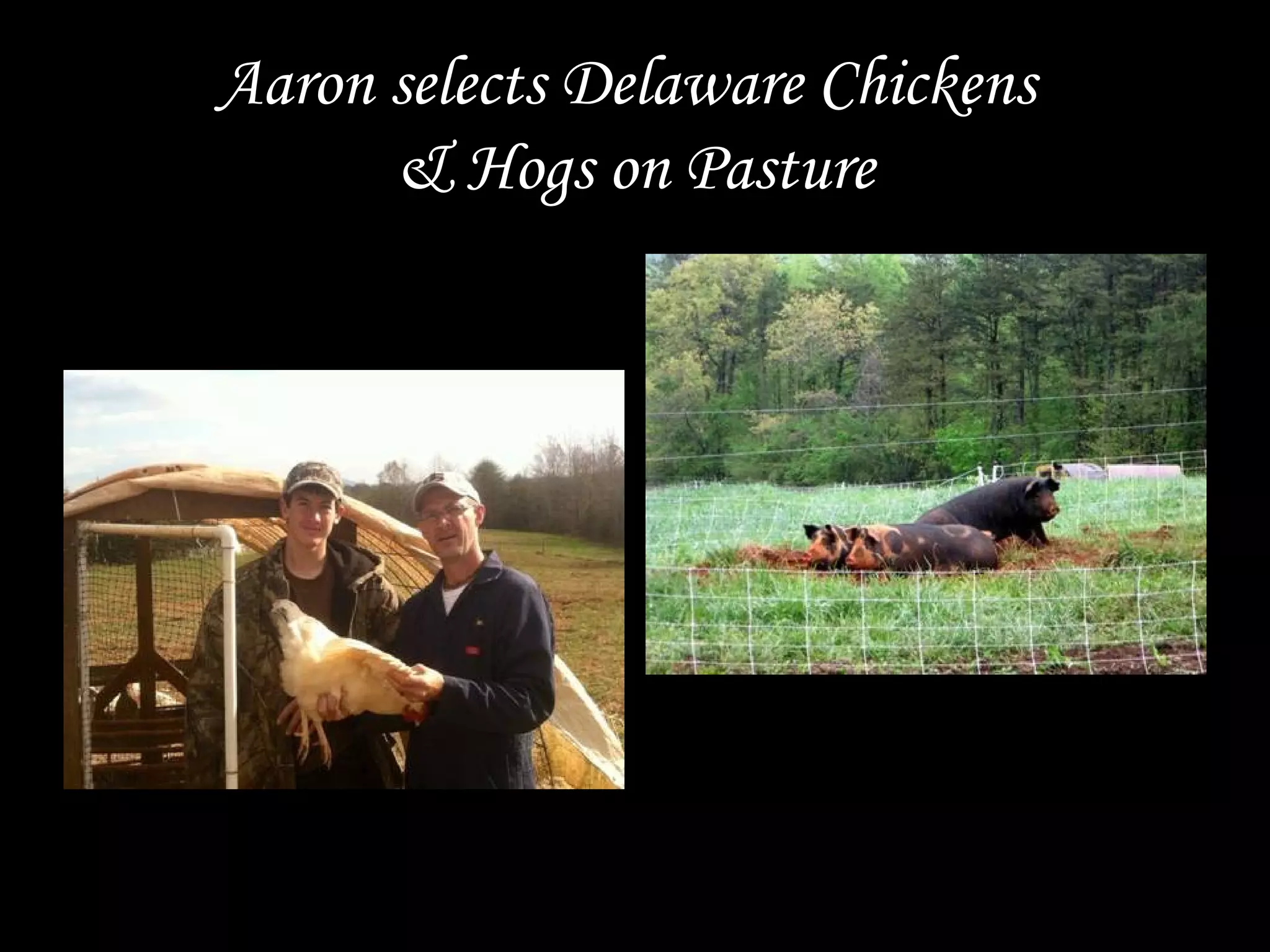 Aaron selects Delaware Chickens
& Hogs on Pasture
 