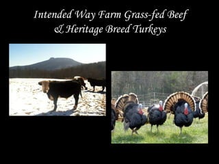 Intended Way Farm Grass-fed Beef
& Heritage Breed Turkeys
 
