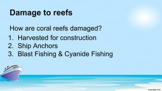 Damage to reefs
How are coral reefs damaged?
1. Harvested for construction
2. Ship Anchors
3. Blast Fishing & Cyanide Fishing
 