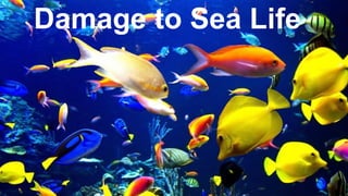 Damage to Sea Life
 
