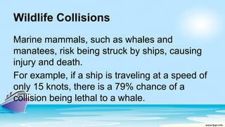 Wildlife Collisions
Marine mammals, such as whales and
manatees, risk being struck by ships, causing
injury and death.
For example, if a ship is traveling at a speed of
only 15 knots, there is a 79% chance of a
collision being lethal to a whale.
 