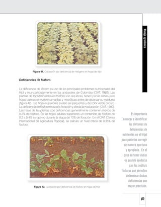 Manejoagronómico75
Figura 41. Coloración por deficiencia de nitrógeno en hojas de fríjol
Deficiencias de fósforo
La deficiencia de fósforo es uno de los principales problemas nutricionales del
fríjol y muy particularmente en los andosoles de Colombia (CIAT, 1980). Las
plantas de fríjol deficientes en fósforo son raquíticas, tienen pocas ramas y las
hojas bajeras se vuelven amarillas y necróticas antes de alcanzar su madurez
(figura 42). Las hojas superiores suelen ser pequeñas y de color verde oscuro.
La deficiencia de fósforo reduce la floración y afecta la maduración (CIAT, 1980).
Las hojas de las plantas con deficiencias generalmente contienen menos de
0,2% de fósforo. En las hojas adultas superiores un contenido de fósforo de
0,2 a 0,4% es optimo durante la etapa de 10% de floración. En el CIAT (Centro
Internacional de Agricultura Tropical), se calculo un nivel critico de 0,35% de
fósforo.
Figura 42. Coloración por deficiencia de fósforo en hojas de fríjol
Es importante
conocer e identificar
los síntomas de
deficiencias de
nutrientes en el fríjol
para poderlos corregir
de manera oportuna
y apropiada. En el
caso de tener dudas
es posible ayudarse
con los análisis
foliares que permiten
determinar dichas
deficiencias con
mayor precisión.
 