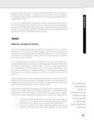 Manejoagronómico57
pueden producir para ellos y para atender la demanda de otros agricultores.
Mediante estas estrategias, es posible producir semilla de buena calidad y
de categoría seleccionada y también semilla de categoría certificada (Arias y
colaboradores, 2001).
En cuanto a la demanda en cantidad de semilla, se ha determinado, para el
caso de variedades tipo cargamanto común, de acuerdo con las densidades
de siembra recomendadas, que se requieren 25 kg para sembrar una hectárea
de fríjol. En el caso de las variedades de fríjol arbustivo, la cantidad de semilla
para la siembra de una hectárea es de 40 a 60 kg.
Siembra
Sistemas y arreglos de siembra
Una de las características de los sistemas de producción de la economía
campesina es la siembra de varias especies, bien sea en asociación de
cultivos o en forma separada en la unidad de producción. En el caso del fríjol
en clima frío, ha sido tradicional la asociación con otras especies importantes
como maíz, papa y hortalizas.
En el Oriente antioqueño, hasta hace algunos años fue muy empleado el
arreglo de fríjol en relevo con maíz, que ha ido desapareciendo por condiciones
de orden socioeconómico. El relevo maíz – fríjol es un sistema de rotación
en el cual el fríjol se siembra después de que el maíz ha alcanzado o está
muy próximo a alcanzar su madurez fisiológica. En este sistema, los tallos del
maíz sirven de tutor al fríjol, existiendo una mínima competencia entre las dos
especies.
Sehanrealizadonumerosasinvestigacionessobreépocasdesiembraymanejo
agronómico de ambas especies en el arreglo de relevo, que demuestran sus
ventajas en comparación con los unicultivos y dan algunas recomendaciones
para el manejo eficiente de los mismos (Rivera, 1992).
Lasventajasquelospequeñosagricultoreslesatribuyenalosarreglosdecultivos
son de tipo cultural, nutricional, biológico y económico, y se ha demostrado
que permiten disminuir los riesgos y mantener una dieta balanceada y estable.
Entre las principales ventajas del arreglo de fríjol en relevo con maíz se tienen:
•	 Un aprovechamiento adecuado de la tierra disponible para los
cultivos que, en el caso de la economía campesina, generalmente
es escasa y es uno de los recursos que limitan la producción.
•	 Propicia una rotación de cultivos adecuada desde el punto de
vista del manejo fitosanitario de ambas especies, ya que se trata
En la producción con
buenas prácticas
agrícolas, se
recomienda la rotación
o emplear el arreglo
de maíz relevo fríjol
en lugar de hacer
siembras consecutivas
de fríjol solo.
 