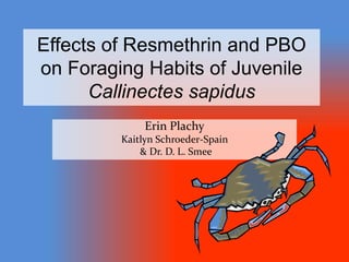 Effects of Resmethrin and PBO
on Foraging Habits of Juvenile
Callinectes sapidus
Erin Plachy
Kaitlyn Schroeder-Spain
& Dr. D. L. Smee
 