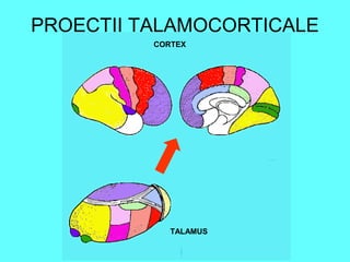 Talar Cortex Talamus atlas de neuroanatomie | PPT
