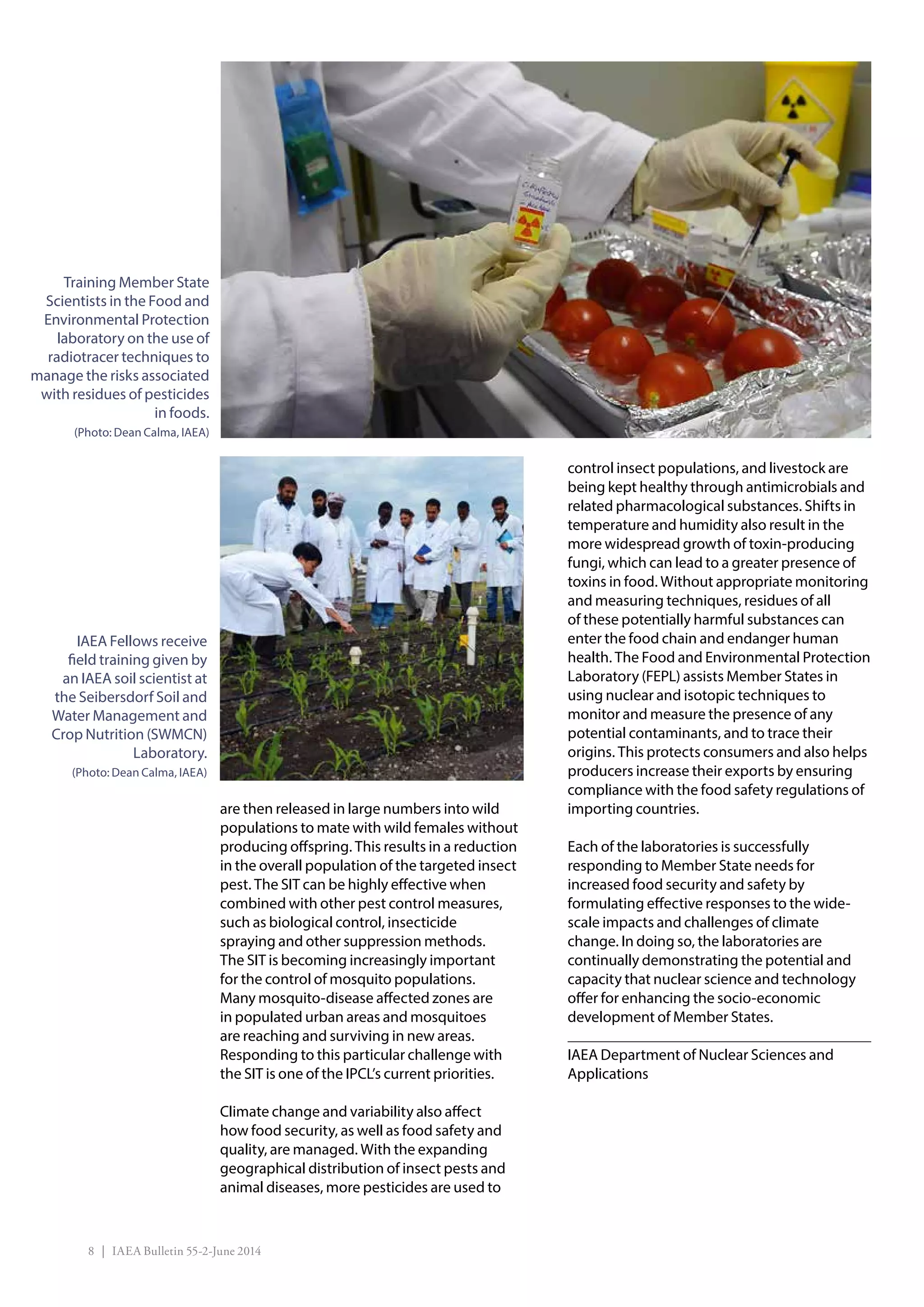 8 | IAEA Bulletin 55-2-June 2014
are then released in large numbers into wild
populations to mate with wild females without
producing offspring. This results in a reduction
in the overall population of the targeted insect
pest. The SIT can be highly effective when
combined with other pest control measures,
such as biological control, insecticide
spraying and other suppression methods.
The SIT is becoming increasingly important
for the control of mosquito populations.
Many mosquito-disease affected zones are
in populated urban areas and mosquitoes
are reaching and surviving in new areas.
Responding to this particular challenge with
the SIT is one of the IPCL’s current priorities.
Climate change and variability also affect
how food security, as well as food safety and
quality, are managed. With the expanding
geographical distribution of insect pests and
animal diseases, more pesticides are used to
control insect populations, and livestock are
being kept healthy through antimicrobials and
related pharmacological substances. Shifts in
temperature and humidity also result in the
more widespread growth of toxin-producing
fungi, which can lead to a greater presence of
toxins in food. Without appropriate monitoring
and measuring techniques, residues of all
of these potentially harmful substances can
enter the food chain and endanger human
health. The Food and Environmental Protection
Laboratory (FEPL) assists Member States in
using nuclear and isotopic techniques to
monitor and measure the presence of any
potential contaminants, and to trace their
origins. This protects consumers and also helps
producers increase their exports by ensuring
compliance with the food safety regulations of
importing countries.
Each of the laboratories is successfully
responding to Member State needs for
increased food security and safety by
formulating effective responses to the wide-
scale impacts and challenges of climate
change. In doing so, the laboratories are
continually demonstrating the potential and
capacity that nuclear science and technology
offer for enhancing the socio-economic
development of Member States.
IAEA Department of Nuclear Sciences and
Applications
IAEA Fellows receive
field training given by
an IAEA soil scientist at
the Seibersdorf Soil and
Water Management and
Crop Nutrition (SWMCN)
Laboratory.
(Photo: Dean Calma, IAEA)
Training Member State
Scientists in the Food and
Environmental Protection
laboratory on the use of
radiotracer techniques to
manage the risks associated
with residues of pesticides
in foods.
(Photo: Dean Calma, IAEA)
 