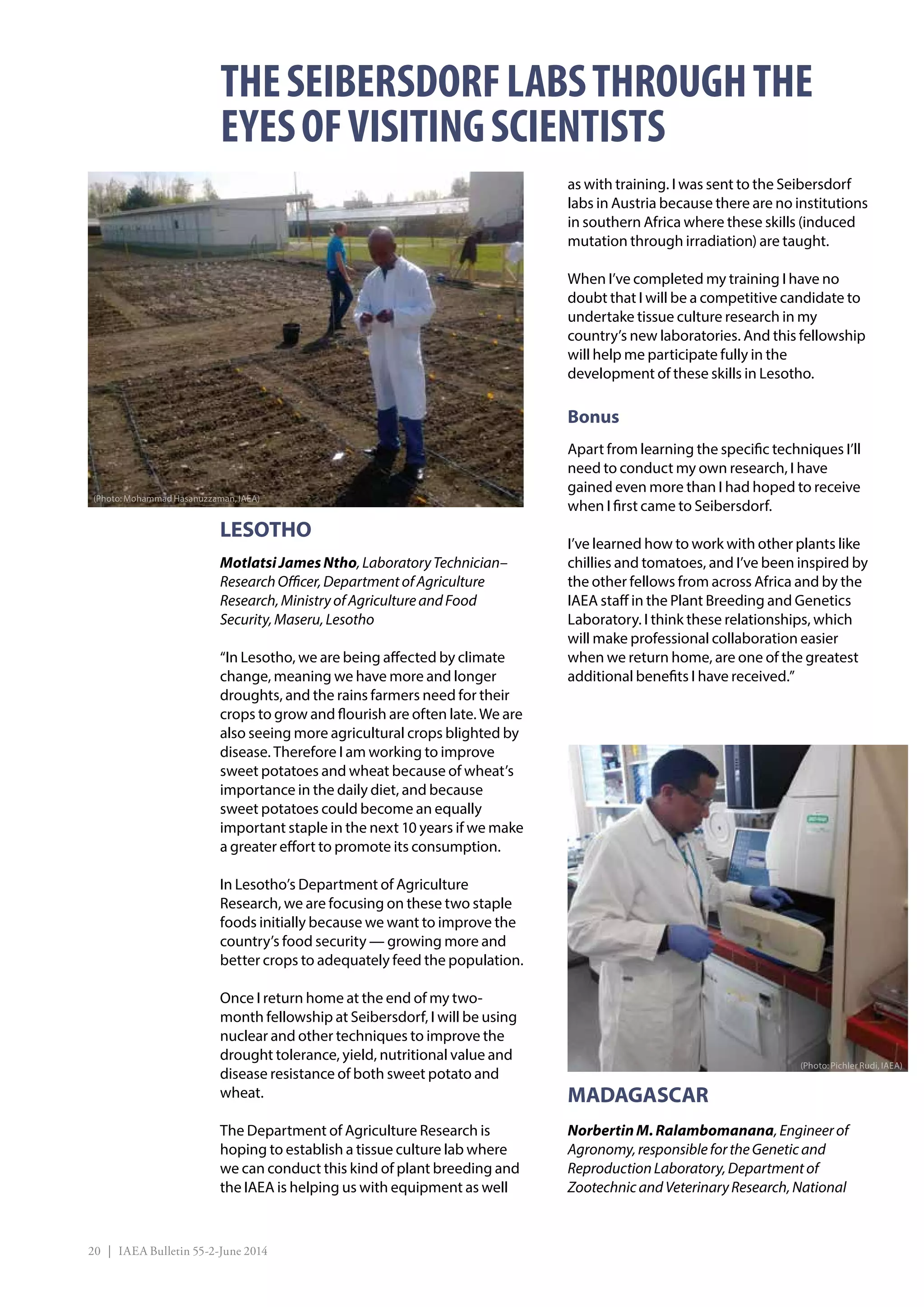 20 | IAEA Bulletin 55-2-June 2014
LESOTHO
MotlatsiJamesNtho,LaboratoryTechnician–
ResearchOfficer,DepartmentofAgriculture
Research,MinistryofAgricultureandFood
Security,Maseru,Lesotho
“In Lesotho, we are being affected by climate
change, meaning we have more and longer
droughts, and the rains farmers need for their
crops to grow and flourish are often late. We are
also seeing more agricultural crops blighted by
disease. Therefore I am working to improve
sweet potatoes and wheat because of wheat’s
importance in the daily diet, and because
sweet potatoes could become an equally
important staple in the next 10 years if we make
a greater effort to promote its consumption.
In Lesotho’s Department of Agriculture
Research, we are focusing on these two staple
foods initially because we want to improve the
country’s food security — growing more and
better crops to adequately feed the population.
Once I return home at the end of my two-
month fellowship at Seibersdorf, I will be using
nuclear and other techniques to improve the
drought tolerance, yield, nutritional value and
disease resistance of both sweet potato and
wheat.
The Department of Agriculture Research is
hoping to establish a tissue culture lab where
we can conduct this kind of plant breeding and
the IAEA is helping us with equipment as well
as with training. I was sent to the Seibersdorf
labs in Austria because there are no institutions
in southern Africa where these skills (induced
mutation through irradiation) are taught.
When I’ve completed my training I have no
doubt that I will be a competitive candidate to
undertake tissue culture research in my
country’s new laboratories. And this fellowship
will help me participate fully in the
development of these skills in Lesotho.
Bonus
Apart from learning the specific techniques I’ll
need to conduct my own research, I have
gained even more than I had hoped to receive
when I first came to Seibersdorf.
I’ve learned how to work with other plants like
chillies and tomatoes, and I’ve been inspired by
the other fellows from across Africa and by the
IAEA staff in the Plant Breeding and Genetics
Laboratory. I think these relationships, which
will make professional collaboration easier
when we return home, are one of the greatest
additional benefits I have received.”
MADAGASCAR
NorbertinM.Ralambomanana,Engineerof
Agronomy,responsiblefortheGeneticand
ReproductionLaboratory,Departmentof
ZootechnicandVeterinaryResearch,National
THESEIBERSDORFLABSTHROUGHTHE
EYESOFVISITINGSCIENTISTS
(Photo: Mohammad Hasanuzzaman, IAEA)
(Photo: Pichler Rudi, IAEA)
 