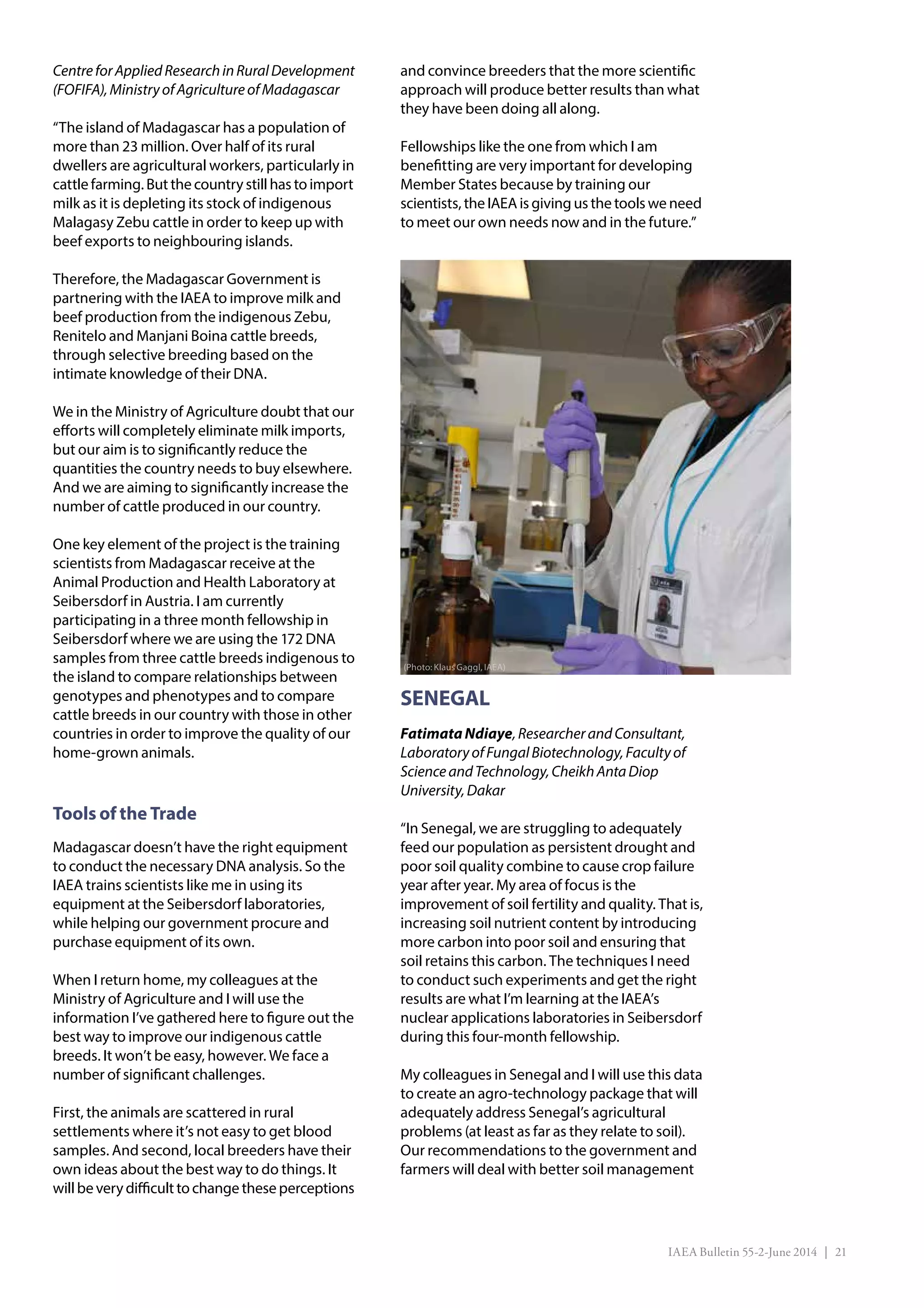 IAEA Bulletin 55-2-June 2014 | 21
CentreforAppliedResearchinRuralDevelopment
(FOFIFA),MinistryofAgricultureofMadagascar
“The island of Madagascar has a population of
more than 23 million. Over half of its rural
dwellers are agricultural workers, particularly in
cattle farming.Butthecountrystillhastoimport
milk as it is depleting its stock of indigenous
Malagasy Zebu cattle in order to keep up with
beef exports to neighbouring islands.
Therefore, the Madagascar Government is
partnering with the IAEA to improve milk and
beef production from the indigenous Zebu,
Renitelo and Manjani Boina cattle breeds,
through selective breeding based on the
intimate knowledge of their DNA.
We in the Ministry of Agriculture doubt that our
efforts will completely eliminate milk imports,
but our aim is to significantly reduce the
quantities the country needs to buy elsewhere.
And we are aiming to significantly increase the
number of cattle produced in our country.
One key element of the project is the training
scientists from Madagascar receive at the
Animal Production and Health Laboratory at
Seibersdorf in Austria. I am currently
participating in a three month fellowship in
Seibersdorf where we are using the 172 DNA
samples from three cattle breeds indigenous to
the island to compare relationships between
genotypes and phenotypes and to compare
cattle breeds in our country with those in other
countries in order to improve the quality of our
home-grown animals.
Tools of the Trade
Madagascar doesn’t have the right equipment
to conduct the necessary DNA analysis. So the
IAEA trains scientists like me in using its
equipment at the Seibersdorf laboratories,
while helping our government procure and
purchase equipment of its own.
When I return home, my colleagues at the
Ministry of Agriculture and I will use the
information I’ve gathered here to figure out the
best way to improve our indigenous cattle
breeds. It won’t be easy, however. We face a
number of significant challenges.
First, the animals are scattered in rural
settlements where it’s not easy to get blood
samples. And second, local breeders have their
own ideas about the best way to do things. It
willbeverydifficulttochangetheseperceptions
and convince breeders that the more scientific
approach will produce better results than what
they have been doing all along.
Fellowships like the one from which I am
benefitting are very important for developing
Member States because by training our
scientists, the IAEAis giving usthe tools we need
to meet our own needs now and in the future.”
SENEGAL
FatimataNdiaye,ResearcherandConsultant,
LaboratoryofFungalBiotechnology,Facultyof
ScienceandTechnology,CheikhAntaDiop
University,Dakar
“In Senegal, we are struggling to adequately
feed our population as persistent drought and
poor soil quality combine to cause crop failure
year after year. My area of focus is the
improvement of soil fertility and quality. That is,
increasing soil nutrient content by introducing
more carbon into poor soil and ensuring that
soil retains this carbon. The techniques I need
to conduct such experiments and get the right
results are what I’m learning at the IAEA’s
nuclear applications laboratories in Seibersdorf
during this four-month fellowship.
My colleagues in Senegal and I will use this data
to create an agro-technology package that will
adequately address Senegal’s agricultural
problems (at least as far as they relate to soil).
Our recommendations to the government and
farmers will deal with better soil management
(Photo: Klaus Gaggl, IAEA)
 