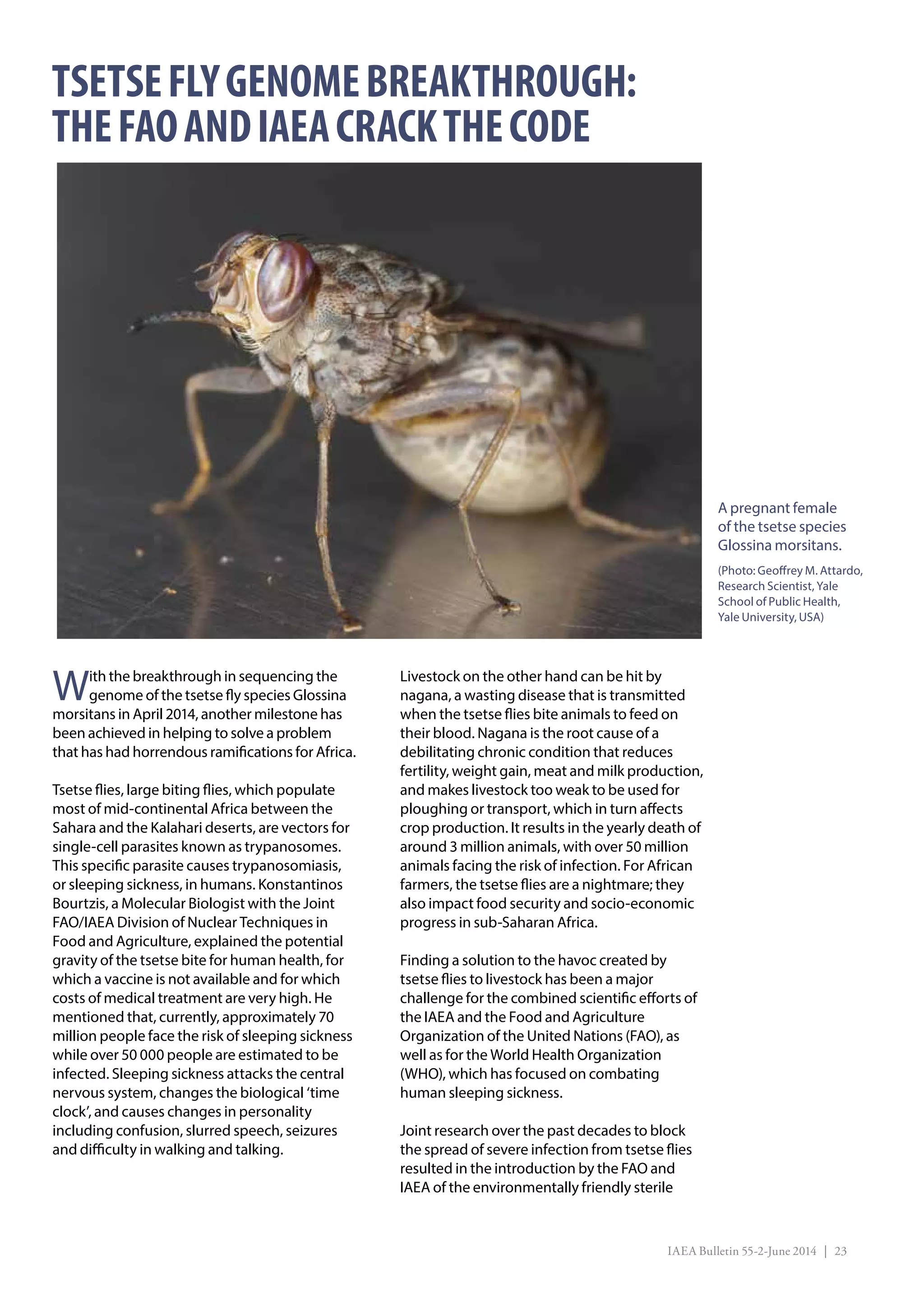 IAEA Bulletin 55-2-June 2014 | 23
With the breakthrough in sequencing the
genome of the tsetse fly species Glossina
morsitans in April 2014, another milestone has
been achieved in helping to solve a problem
that has had horrendous ramifications for Africa.
Tsetse flies, large biting flies, which populate
most of mid-continental Africa between the
Sahara and the Kalahari deserts, are vectors for
single-cell parasites known as trypanosomes.
This specific parasite causes trypanosomiasis,
or sleeping sickness, in humans. Konstantinos
Bourtzis, a Molecular Biologist with the Joint
FAO/IAEA Division of Nuclear Techniques in
Food and Agriculture, explained the potential
gravity of the tsetse bite for human health, for
which a vaccine is not available and for which
costs of medical treatment are very high. He
mentioned that, currently, approximately 70
million people face the risk of sleeping sickness
while over 50 000 people are estimated to be
infected. Sleeping sickness attacks the central
nervous system, changes the biological ‘time
clock’, and causes changes in personality
including confusion, slurred speech, seizures
and difficulty in walking and talking.
Livestock on the other hand can be hit by
nagana, a wasting disease that is transmitted
when the tsetse flies bite animals to feed on
their blood. Nagana is the root cause of a
debilitating chronic condition that reduces
fertility, weight gain, meat and milk production,
and makes livestock too weak to be used for
ploughing or transport, which in turn affects
crop production. It results in the yearly death of
around 3 million animals, with over 50 million
animals facing the risk of infection. For African
farmers, the tsetse flies are a nightmare; they
also impact food security and socio-economic
progress in sub-Saharan Africa.
Finding a solution to the havoc created by
tsetse flies to livestock has been a major
challenge for the combined scientific efforts of
the IAEA and the Food and Agriculture
Organization of the United Nations (FAO), as
well as for the World Health Organization
(WHO), which has focused on combating
human sleeping sickness.
Joint research over the past decades to block
the spread of severe infection from tsetse flies
resulted in the introduction by the FAO and
IAEA of the environmentally friendly sterile
TSETSEFLYGENOMEBREAKTHROUGH:
THEFAOANDIAEACRACKTHECODE
A pregnant female
of the tsetse species
Glossina morsitans.
(Photo: Geoffrey M. Attardo,
Research Scientist, Yale
School of Public Health,
Yale University, USA)
 