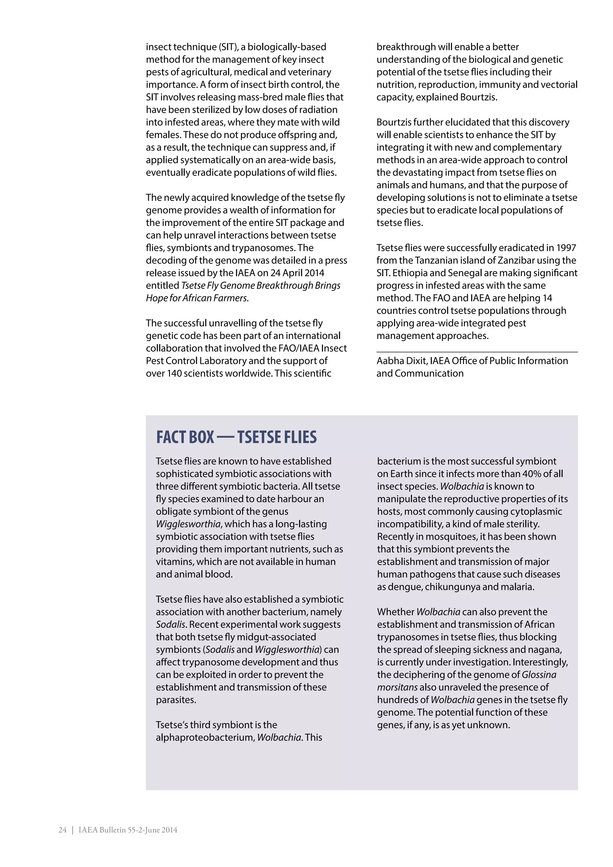24 | IAEA Bulletin 55-2-June 2014
insect technique (SIT), a biologically-based
method for the management of key insect
pests of agricultural, medical and veterinary
importance. A form of insect birth control, the
SIT involves releasing mass-bred male flies that
have been sterilized by low doses of radiation
into infested areas, where they mate with wild
females. These do not produce offspring and,
as a result, the technique can suppress and, if
applied systematically on an area-wide basis,
eventually eradicate populations of wild flies.
The newly acquired knowledge of the tsetse fly
genome provides a wealth of information for
the improvement of the entire SIT package and
can help unravel interactions between tsetse
flies, symbionts and trypanosomes. The
decoding of the genome was detailed in a press
release issued by the IAEA on 24 April 2014
entitled TsetseFlyGenomeBreakthroughBrings
HopeforAfricanFarmers.
The successful unravelling of the tsetse fly
genetic code has been part of an international
collaboration that involved the FAO/IAEA Insect
Pest Control Laboratory and the support of
over 140 scientists worldwide. This scientific
breakthrough will enable a better
understanding of the biological and genetic
potential of the tsetse flies including their
nutrition, reproduction, immunity and vectorial
capacity, explained Bourtzis.
Bourtzis further elucidated that this discovery
will enable scientists to enhance the SIT by
integrating it with new and complementary
methods in an area-wide approach to control
the devastating impact from tsetse flies on
animals and humans, and that the purpose of
developing solutions is not to eliminate a tsetse
species but to eradicate local populations of
tsetse flies.
Tsetse flies were successfully eradicated in 1997
from the Tanzanian island of Zanzibar using the
SIT. Ethiopia and Senegal are making significant
progress in infested areas with the same
method. The FAO and IAEA are helping 14
countries control tsetse populations through
applying area-wide integrated pest
management approaches.
Aabha Dixit, IAEA Office of Public Information
and Communication
Tsetse flies are known to have established
sophisticated symbiotic associations with
three different symbiotic bacteria. All tsetse
fly species examined to date harbour an
obligate symbiont of the genus
Wigglesworthia, which has a long-lasting
symbiotic association with tsetse flies
providing them important nutrients, such as
vitamins, which are not available in human
and animal blood.
Tsetse flies have also established a symbiotic
association with another bacterium, namely
Sodalis. Recent experimental work suggests
that both tsetse fly midgut-associated
symbionts (Sodalis and Wigglesworthia) can
affect trypanosome development and thus
can be exploited in order to prevent the
establishment and transmission of these
parasites.
Tsetse’s third symbiont is the
alphaproteobacterium, Wolbachia. This
bacterium is the most successful symbiont
on Earth since it infects more than 40% of all
insect species. Wolbachia is known to
manipulate the reproductive properties of its
hosts, most commonly causing cytoplasmic
incompatibility, a kind of male sterility.
Recently in mosquitoes, it has been shown
that this symbiont prevents the
establishment and transmission of major
human pathogens that cause such diseases
as dengue, chikungunya and malaria.
Whether Wolbachia can also prevent the
establishment and transmission of African
trypanosomes in tsetse flies, thus blocking
the spread of sleeping sickness and nagana,
is currently under investigation. Interestingly,
the deciphering of the genome of Glossina
morsitans also unraveled the presence of
hundreds of Wolbachia genes in the tsetse fly
genome. The potential function of these
genes, if any, is as yet unknown.
FACTBOX—TSETSEFLIES
 
