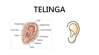 TELINGA