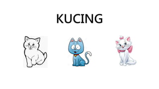 KUCING
