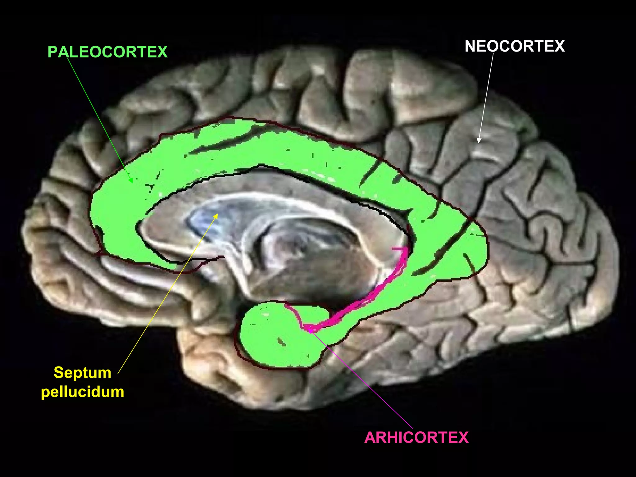 Cortex atlas de neuroanatomie | PPT