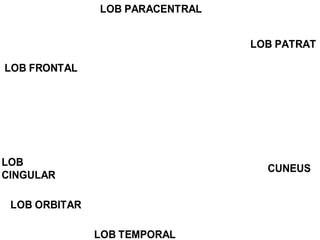 LOB FRONTAL
LOB ORBITAR
LOB TEMPORAL
CUNEUS
LOB PATRAT
LOB PARACENTRAL
LOB
CINGULAR
 