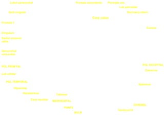 Frontala 1
Lobul paracentral
Sant cingular
Frontala ascendenta Parietala asc.
Cingulum
Santul corpului
calos
Genunchiul
corp.calos
POL FRONTAL
Lob orbitar
POL TEMPORAL
Hipocamp
Hipotalamus
Corp mamilar
Talamus
Lob patrulater
Sant perp.intern
Cuneus
Calcarina
POL OCCIPITAL
Splenium
CEREBEL
Ventricol IV
MESENCEFAL
PUNTE
BULB
Corp calos
 
