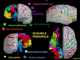 SCIZURILE
PRINCIPALE
Sant sylvian Scizura calcarina
Santul lui Rolando
Scizura frontala sup.
Sant intraparietal
Sant parietooccipital
Sant
retrorolandic
Sant prerolandic
Dupa 12
 