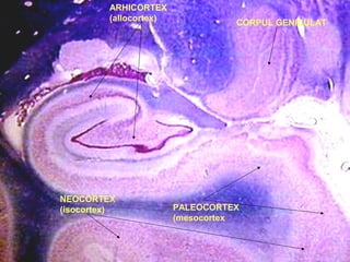 ARHICORTEX
(allocortex)
PALEOCORTEX
(mesocortex
NEOCORTEX
(isocortex)
CORPUL GENICULAT
 