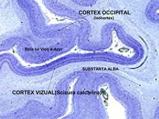 Stria lui Vicq d-Azyr
CORTEX VIZUAL(Scizura calcarina)
CORTEX OCCIPITAL
(isocortex)
SUBSTANTA ALBA
 