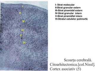 I
II
III
IV
V
VI
I- Strat molecular
II-Strat granular extern
III-Strat piramidal extern
IV-Strat granular intern
V-Strat piramidfal intern
VI-Stratul celulelor polimorfe
 