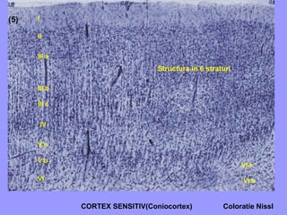 (5)
CORTEX SENSITIV(Coniocortex) Coloratie Nissl
Structura in 6 straturi
I
II
III a
III b
III c
IV
V a
V b
VI
VI a
VI b
 