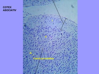 COTEX
ASOCIATIV
I
II
III
Celula piramidala
 