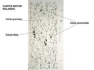 CURTEX MOTOR
ROLANDIC
Celule Betz
IV
Celue piramidale
Celule granulare
 