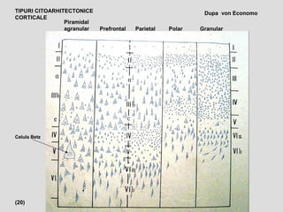 Piramidal
agranular Prefrontal Parietal Polar Granular
(20)
TIPURI CITOARHITECTONICE
CORTICALE
Dupa von Economo
Celula Betz
 