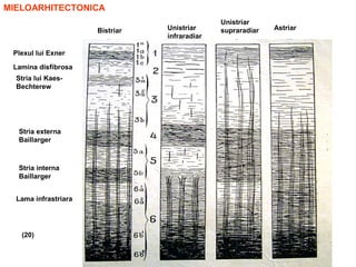Bistriar Unistriar
infraradiar
Unistriar
supraradiar Astriar
Plexul lui Exner
Lamina disfibrosa
Stria lui Kaes-
Bechterew
Stria externa
Baillarger
Stria interna
Baillarger
Lama infrastriara
(20)
MIELOARHITECTONICA
 