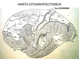 HARTA CITOARHITECTONICA
Von ECONOMO
 
