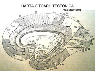 HARTA CITOARHITECTONICA
Von ECONOMO
 