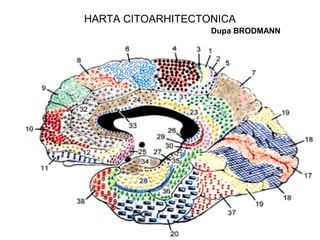 HARTA CITOARHITECTONICA
Dupa BRODMANN
 