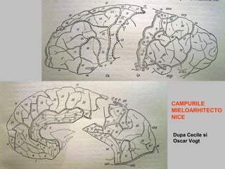 CAMPURILE
MIELOARHITECTO
NICE
Dupa Cecile si
Oscar Vogt
 