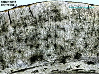 STRUCTURA
CORTEXULUI
Impregnare argentica
 