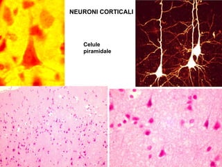 NEURONI CORTICALI
Celule
piramidale
 