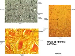TIPURI DE NEURONI
CORTICALI
w.w.w.
 