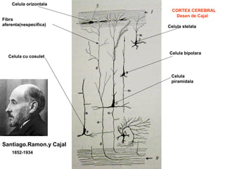 CORTEX CEREBRAL
Santiago.Ramon.y Cajal
CORTEX CEREBRAL
Desen de Cajal
Celula orizontala
Fibra
aferenta(nespecifica) Celula stelata
Celula bipolara
Celula
piramidala
Celula cu cosulet
1852-1934
 