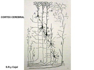 CORTEX CEREBRAL
S.R.y Cajal
 