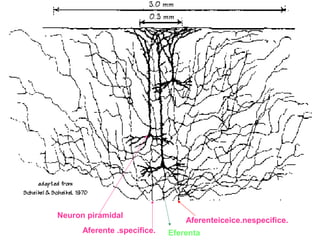 Aferente .specifice. Eferenta
Aferenteiceice.nespecifice.
Neuron piramidal
 