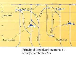 Celula MartinottiCelula piramidala
Celula stelata
Celula orizontala
 
