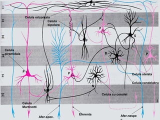 Celula
piramidala
Celula
Martinotti
Celula
bipolara
Celula orizontala
Celula stelata
Celula candelabru
Celula cu cosulet
Afer.nespeAfer.spec.
Eferenta
 