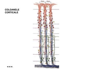 COLOANELE
CORTICALE
w.w.w.
 
