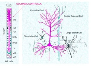 COLOANA CORTICALA
 