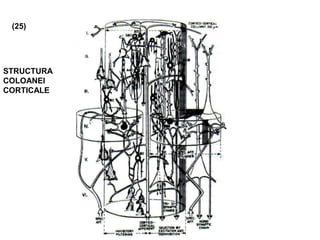 (25)
STRUCTURA
COLOANEI
CORTICALE
 